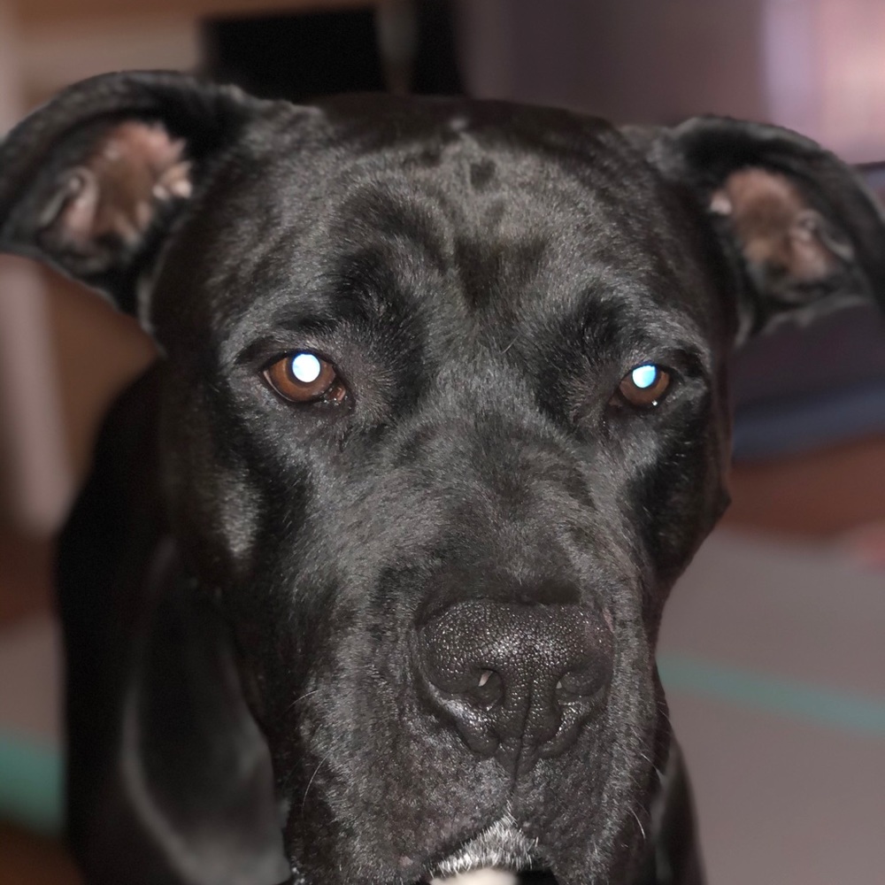 Meet your Posher, Winston